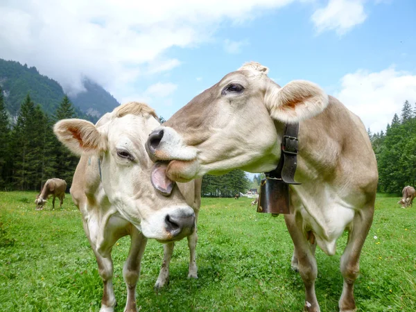 Vacas pardas en el prado alpino de Engelberg — Foto de Stock