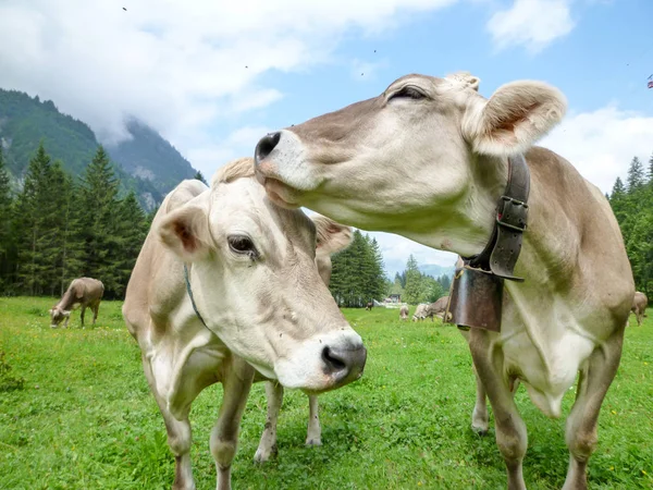 Engelberg, Alp çayırda Brown inekler