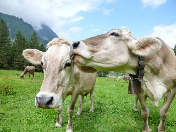 Brązowe krowy w alpejskiej łąki w Engelberg — Zdjęcie stockowe