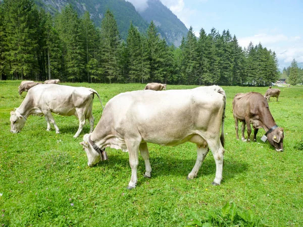 Brunt kor i den alpina äng på Engelberg — Stockfoto