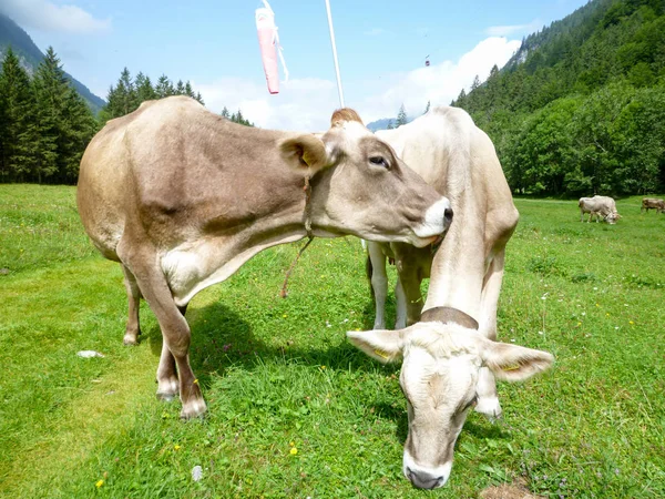 Brązowe krowy w alpejskiej łąki w Engelberg — Zdjęcie stockowe