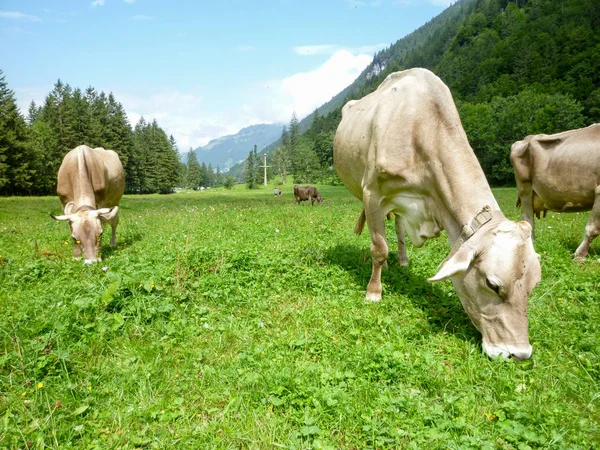 Engelberg, Alp çayırda Brown inekler