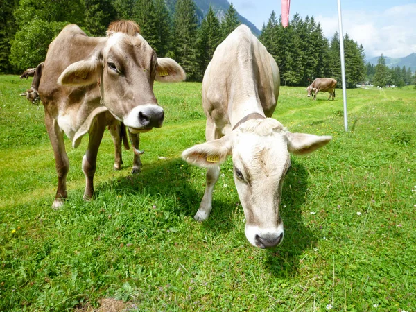 Engelberg, Alp çayırda Brown inekler