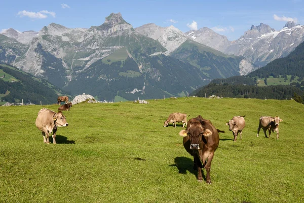 Engelberg Köyü İsviçre tarih itibariyle kırsal manzara