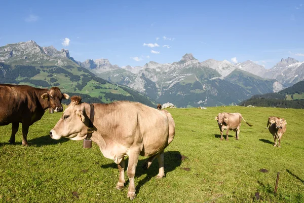 スイスのエンゲルベルクの村の農村風景 — ストック写真