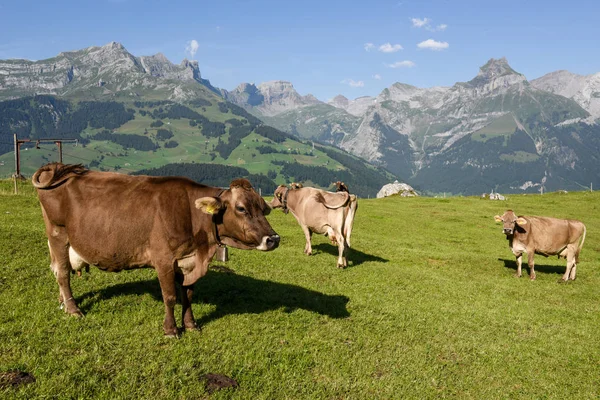 Landsbygdens landskap på village i Engelberg på Schweiz — Stockfoto