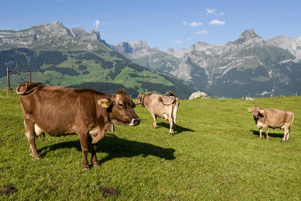 ภูมิทัศน์ชนบทที่หมู่บ้าน Engelberg ในสวิตเซอร์แลนด์ — ภาพถ่ายสต็อก