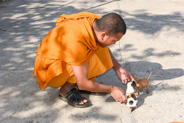 Munkki hyväilee nuoria koiria Battambang Kambodzhassa — kuvapankkivalokuva