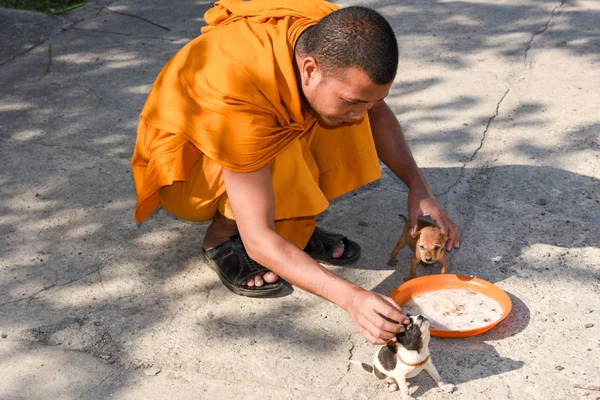 Monk smekande unga hundar på Battambang om Kambodja — Stockfoto