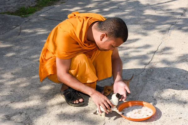 Монах кормит молодых собак в Баттамбанге в Камбодже — стоковое фото