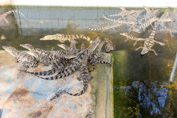 Farmu krokodýlů v Battambang, Kambodža — Stock fotografie