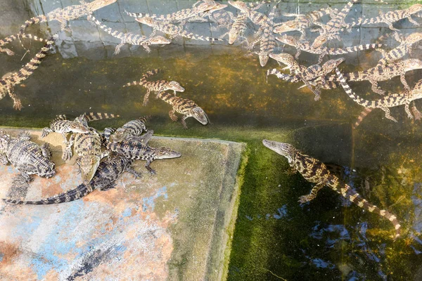 Farmu krokodýlů v Battambang, Kambodža — Stock fotografie