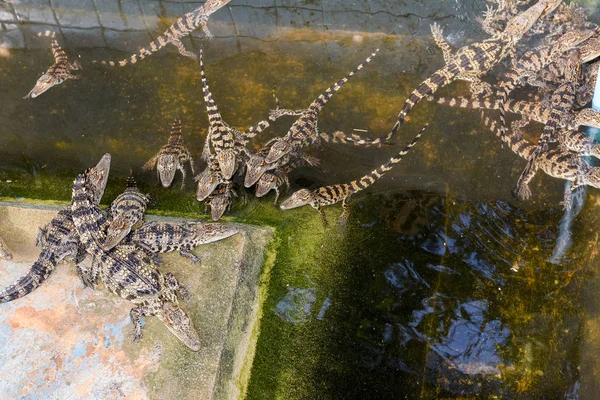 Crocodiles farm at Battambang, Cambodia — Stock Photo, Image