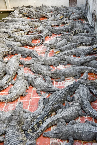 Crocodiles farm at Battambang, Cambodia — Stock Photo, Image