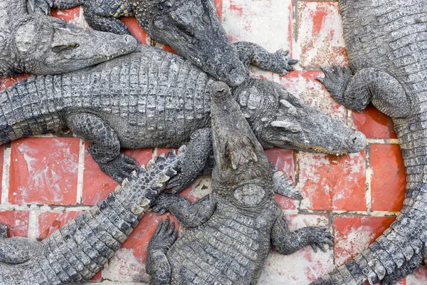 Granja de cocodrilos en Battambang, Camboya — Foto de Stock