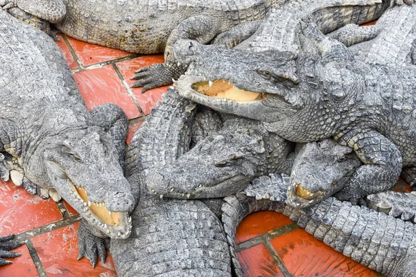 Crocodiles farm at Battambang, Cambodia — Stock Photo, Image