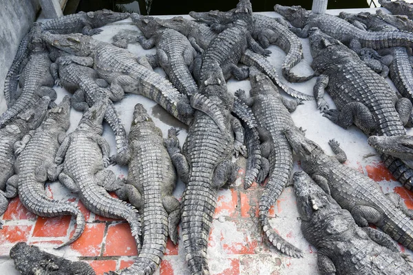 Farmu krokodýlů v Battambang, Kambodža — Stock fotografie