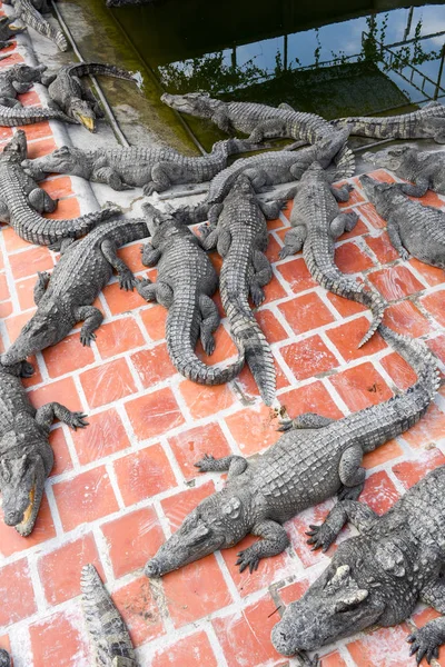 Crocodiles farm at Battambang, Cambodia — Stock Photo, Image