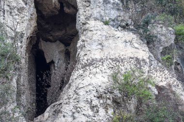 Üst üste Dağı Phnom Sempeau, Kamboçya uçan yarasalar