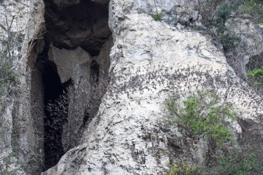 Üst üste Dağı Phnom Sempeau, Kamboçya uçan yarasalar