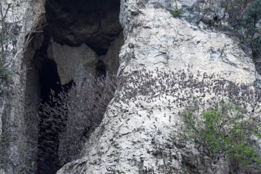 Üst üste Dağı Phnom Sempeau, Kamboçya uçan yarasalar