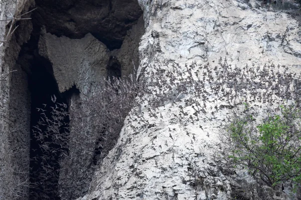 Νυχτερίδες πετούν σε μια γραμμή στο όρος Πνομ Sempeau, Καμπότζη — Φωτογραφία Αρχείου