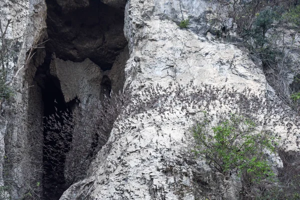 Νυχτερίδες πετούν σε μια γραμμή στο όρος Πνομ Sempeau, Καμπότζη — Φωτογραφία Αρχείου