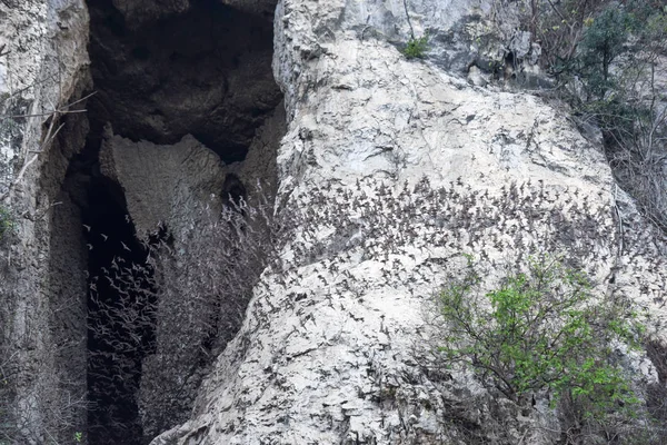 Кажани летить поспіль на горі відділяють Sempeau, Камбоджа — стокове фото