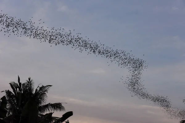 Morcegos voando em uma fileira no monte Phnom Sempeau, Camboja — Fotografia de Stock