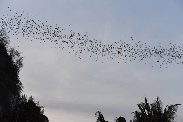 蝙蝠在柬埔寨 Sempeau 的一排飞机上飞行 — 图库照片