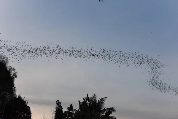 Morcegos voando em uma fileira no monte Phnom Sempeau, Camboja — Fotografia de Stock