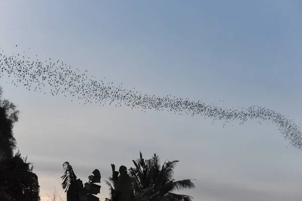 Morcegos voando em uma fileira no monte Phnom Sempeau, Camboja — Fotografia de Stock