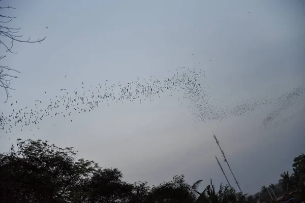 Murciélagos volando en fila en el monte Phnom Sempeau, Camboya —  Fotos de Stock