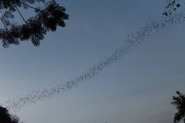 Morcegos voando em uma fileira no monte Phnom Sempeau, Camboja — Fotografia de Stock