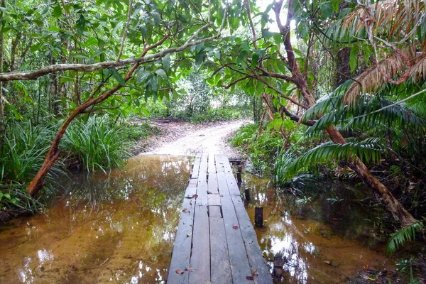 Percorso nella giungla dell'isola di Koh Rong Sanloem, Cambogia — Foto Stock