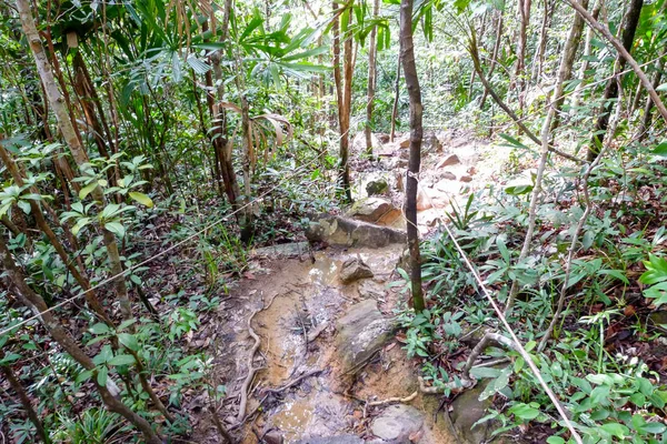 Ścieżka w dżungli wyspy Koh Rong Sanloem, Kambodża — Zdjęcie stockowe