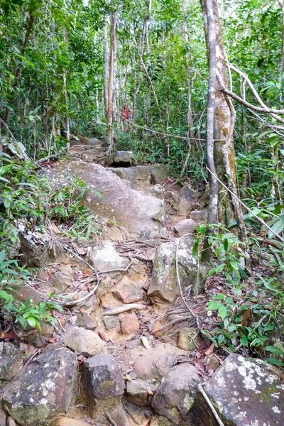 Ścieżka w dżungli wyspy Koh Rong Sanloem, Kambodża — Zdjęcie stockowe