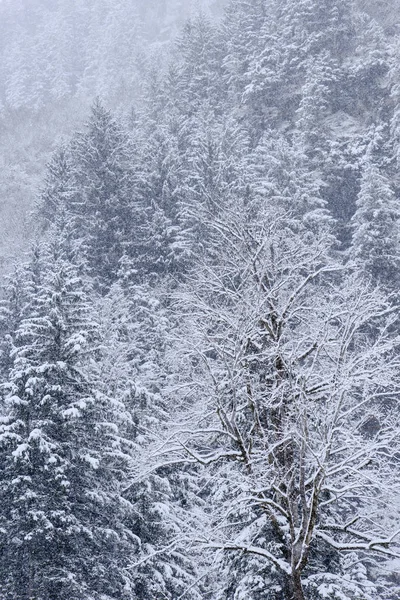 Paesaggio innevato in Engelberg sulla Svizzera — Foto Stock