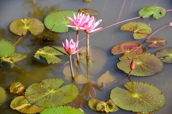 Rosa Seerose oder Lotusblume — Stockfoto