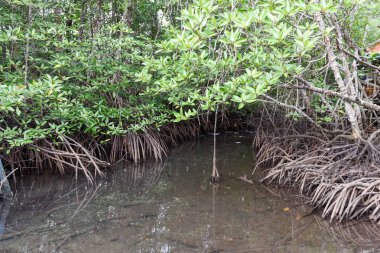 Mangrov bir nehir Koh Kood Island, Tayland tarihinde