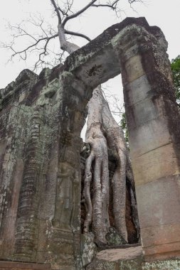 Angkor Kamboçya Tarih antik Preah Khan Tapınağı kalıntıları