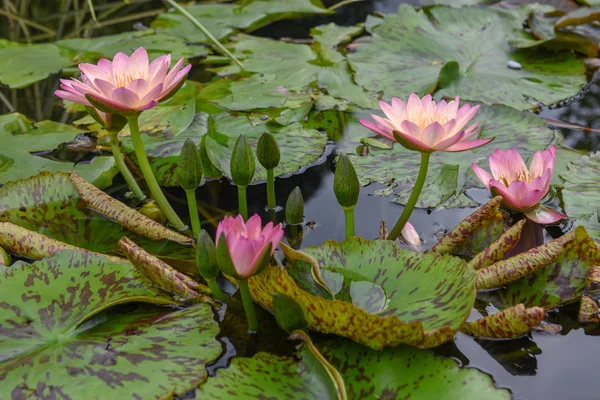Rosa Lotus Seerose Blume auf dem Wasser — Stockfoto