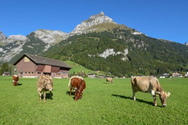 İsviçre Alplerindeki Engelberg 'de ineklerle kırsal alan