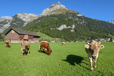 İsviçre Alplerindeki Engelberg 'de ineklerle kırsal alan