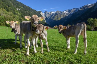 İsviçre Alplerindeki Engelberg 'de bir grup buzağı.
