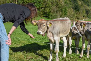 İsviçre Alplerindeki Engelberg 'de bir grup buzağıya sahip bir kadın.