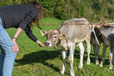 İsviçre Alplerindeki Engelberg 'de bir grup buzağıya sahip bir kadın.
