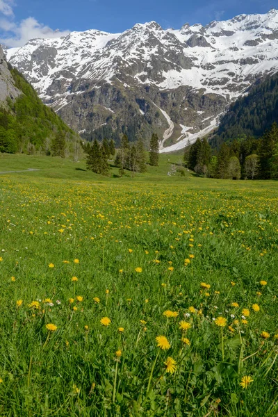 Paisaje rural de Engelberg en los Alpes suizos —  Fotos de Stock