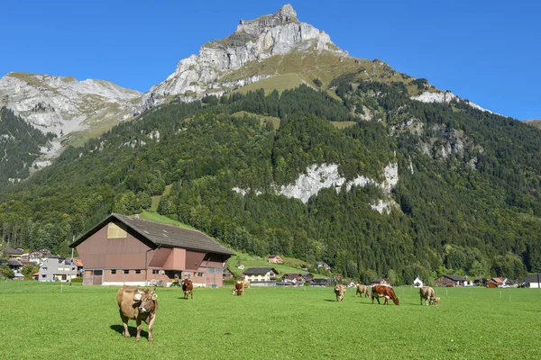 Paisaje rural con vacas en Engelberg en los Alpes suizos —  Fotos de Stock