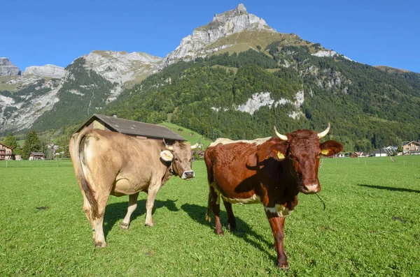 Paisaje rural con vacas en Engelberg en los Alpes suizos —  Fotos de Stock